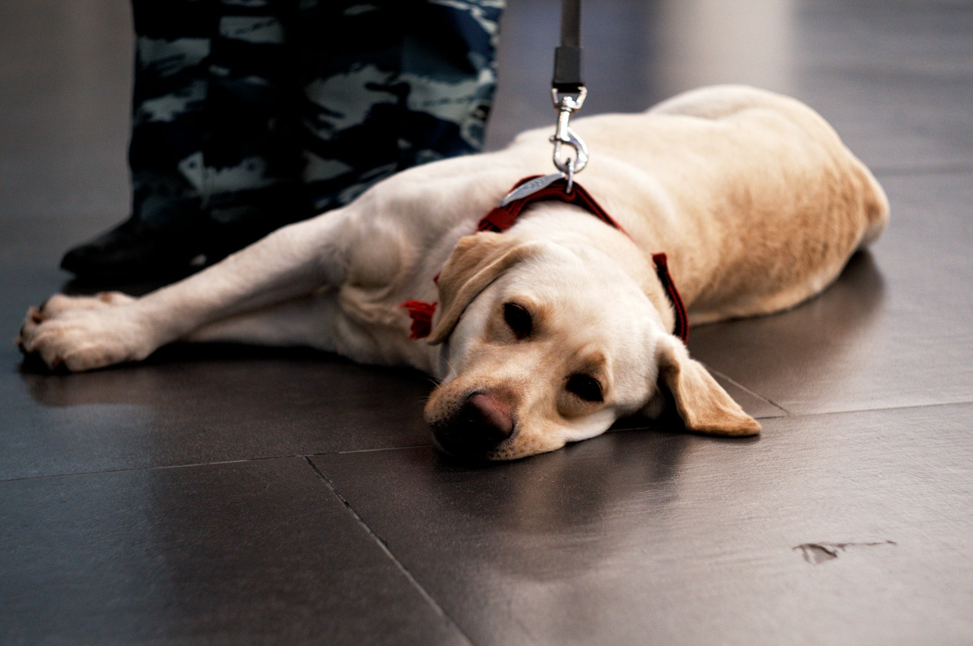 A yellow lab is laying at his owners feet on the floor with his leash on.