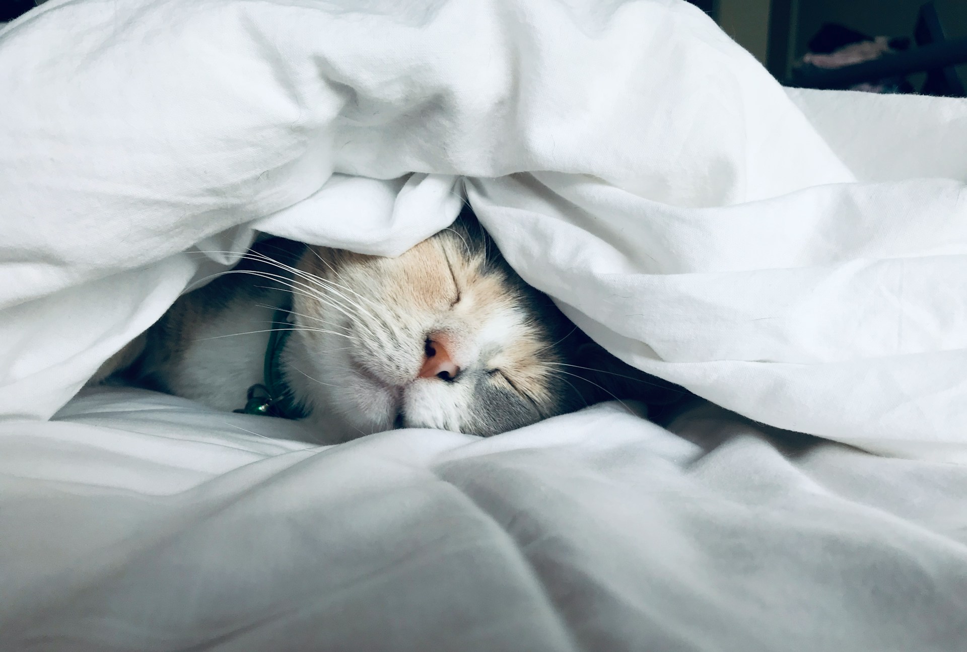 A cat is sleeping under a blanket on the bed.