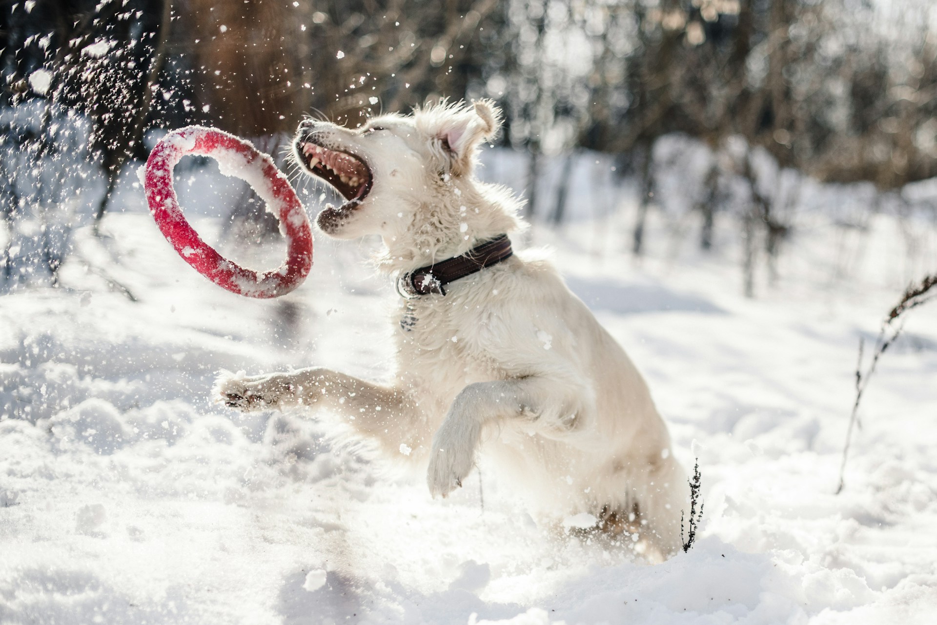 A white dog is playing with a red ring toy in the snow.